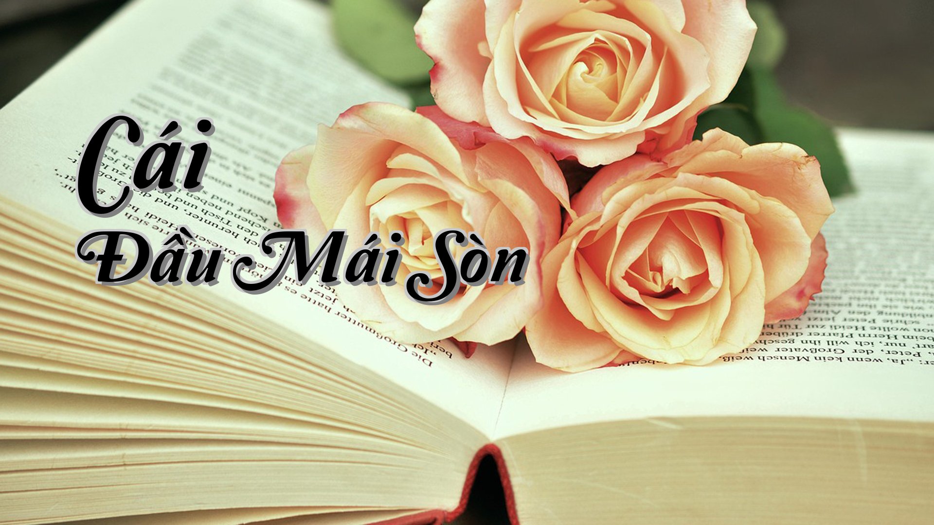 cover-Cái Đầu Mái Sòn