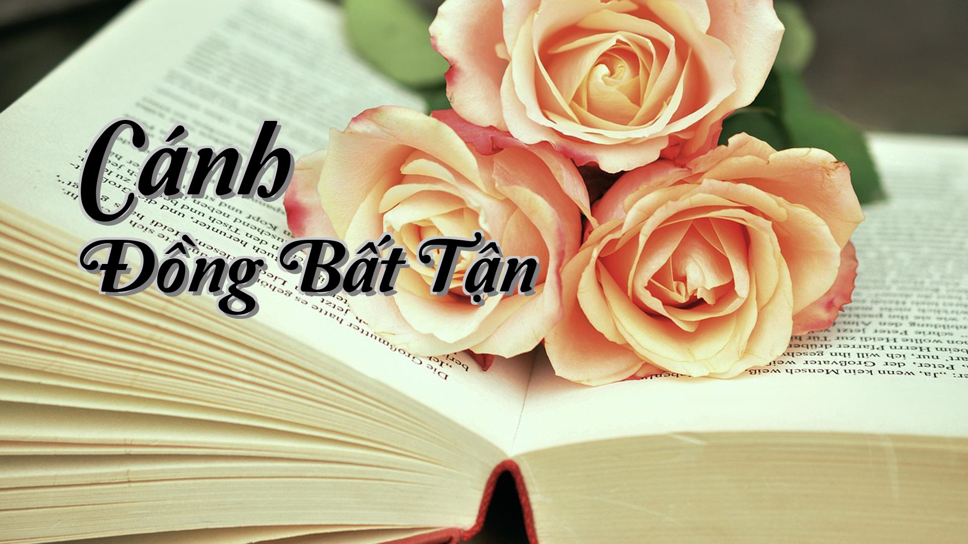 cover-Cánh Đồng Bất Tận