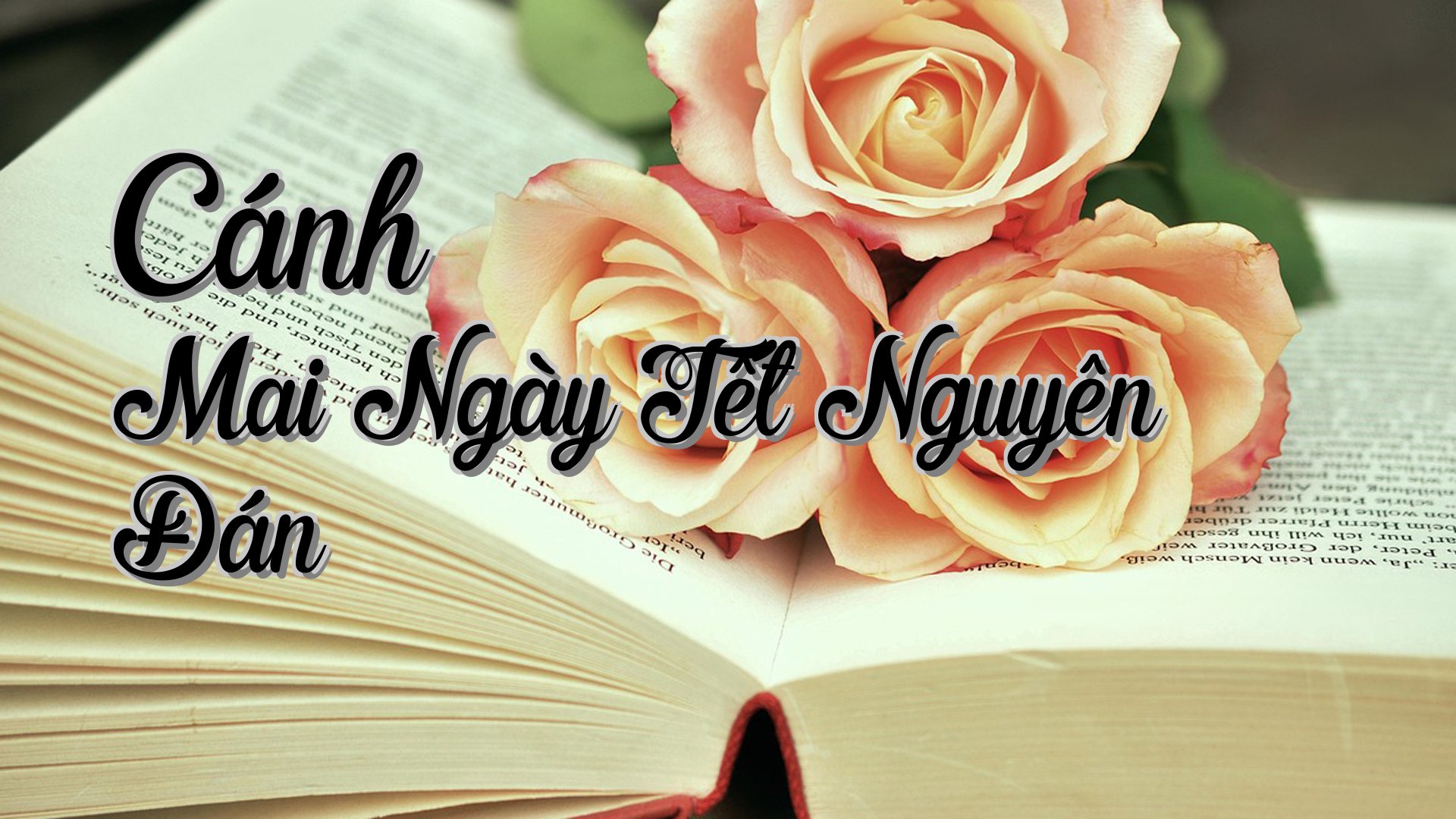 cover-Cánh Mai Ngày Tết Nguyên Đán