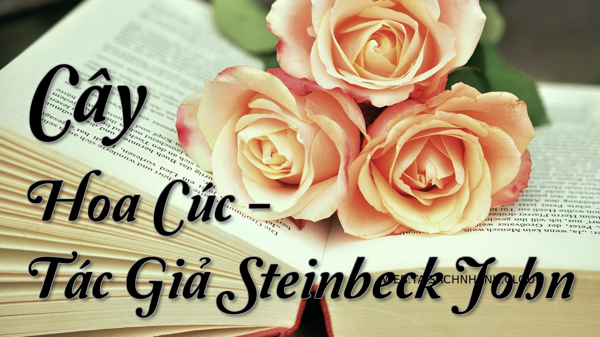 Cover Cay Hoa Cuc.jpg