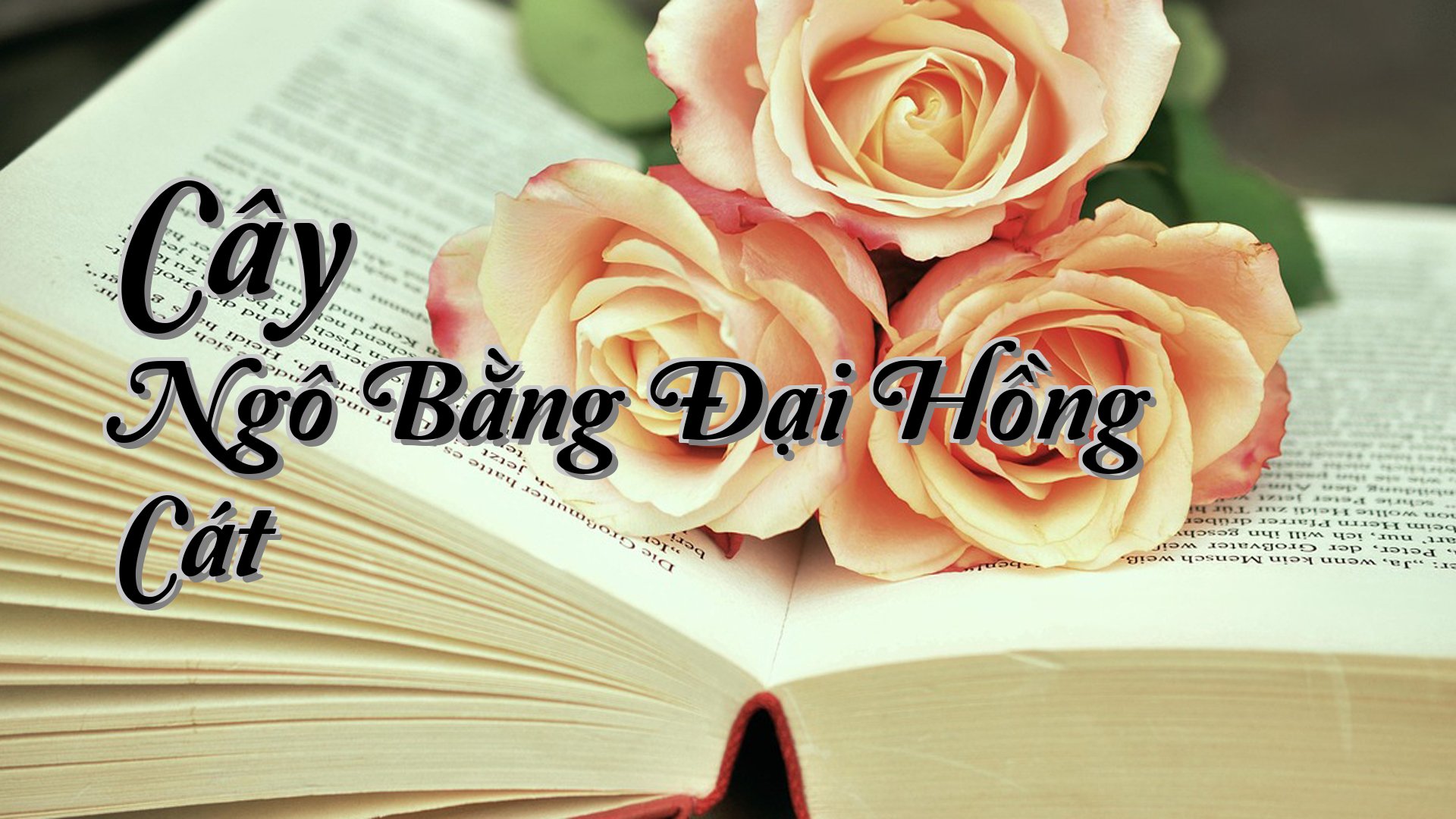 cover-Cây Ngô Bằng Đại Hồng Cát