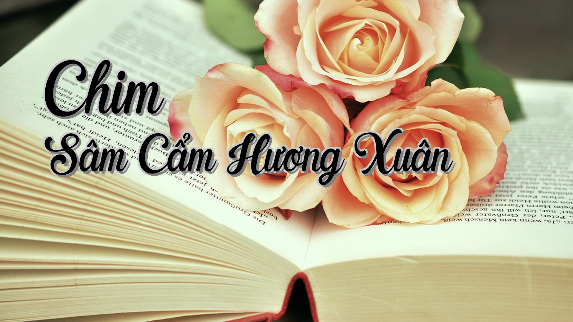 cover-Chim Sâm Cẩm Hương Xuân