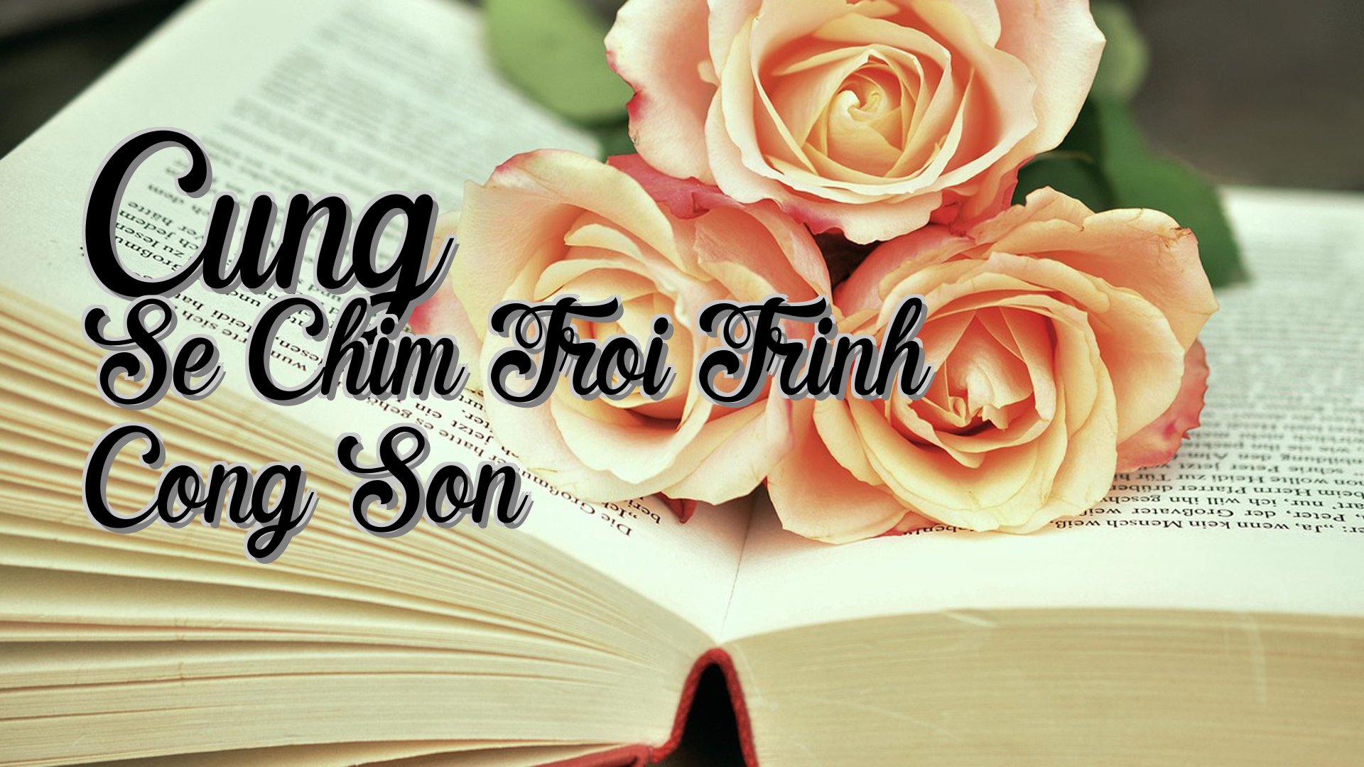 cover-Cung Se Chim Troi Trinh Cong Son