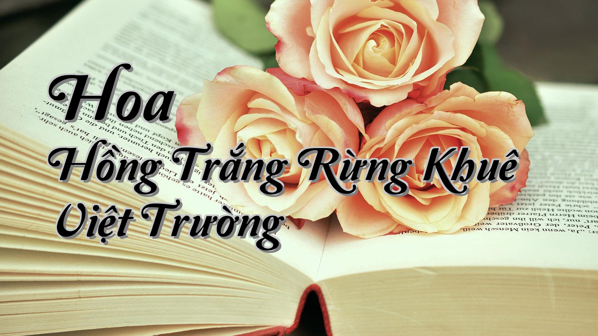 cover-Hoa Hồng Trắng Rừng Khuê Việt Trường