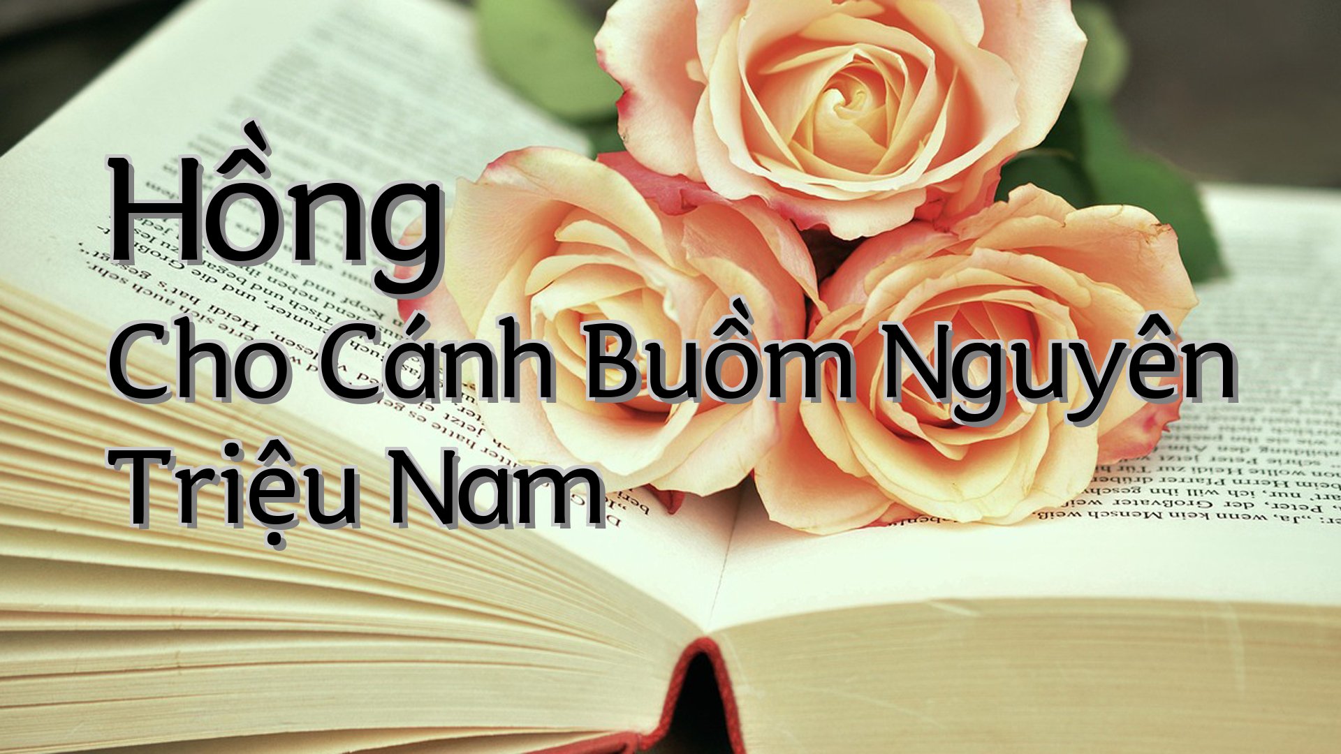 cover-Hồng Cho Cánh Buồm Nguyên Triệu Nam
