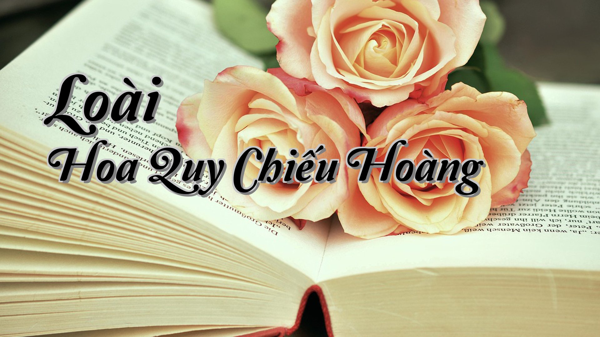 cover-Loài Hoa Quy Chiếu Hoàng