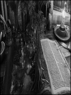 Gallery Hoa Hong Tren Cat Nhat Ha