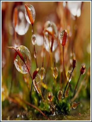 Bìa sách 100 Câu Chuyện Hay Thế Giới Mưu Lược Trong Chính Trị, Quân Sự & Đời S