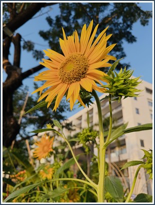 Bìa sách Chiếc Bảo Ấn Cuối Cùng - Lê Văn Lân