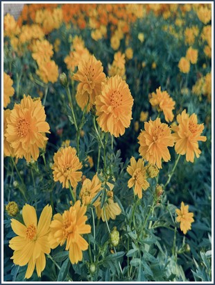 Bìa sách Phương Pháp Học Tập Không Giới Hạn Jim Kwik