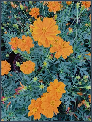 Bìa sách Thích Nhất Hạnh The Heart Of Understanding, Commentaries On The Prajnaparamita Heart Sutra