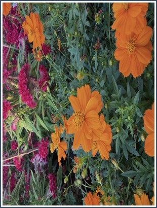 Bìa sách Vua Hàm Nghi - Phan Trần Chúc